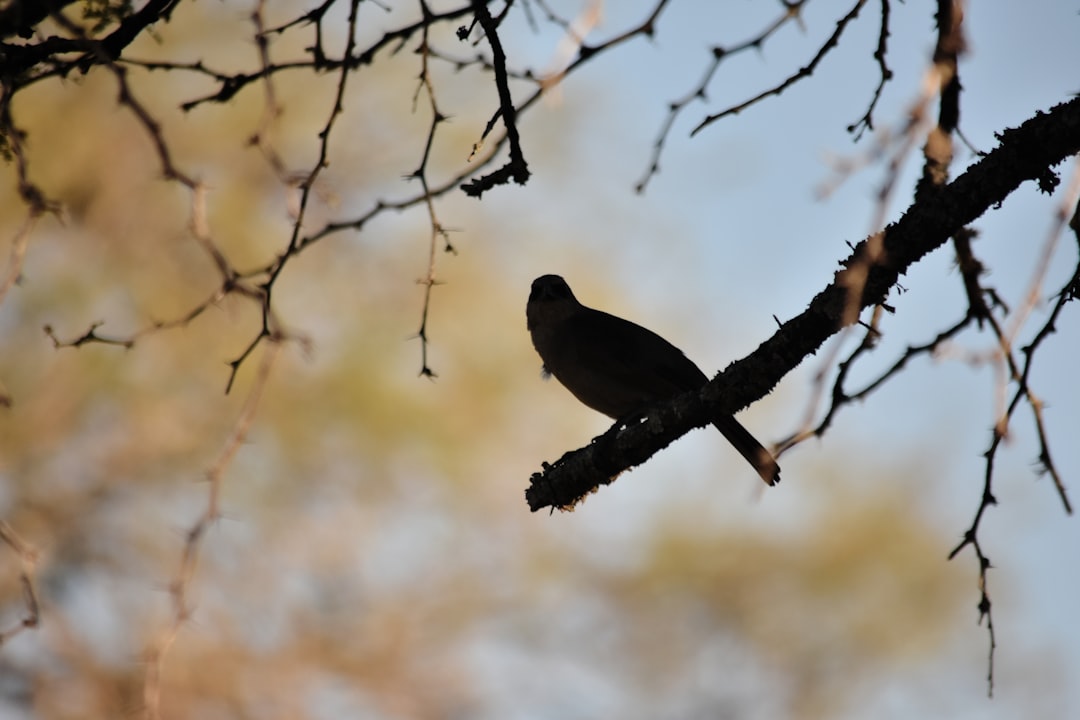 Reina Nacional del Sol